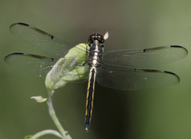 Bar-winged Skimmer